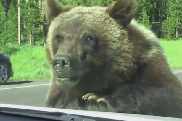 美国黄石公园的棕熊近距离观察游客（不断用前臂拍打车身及玻璃窗）