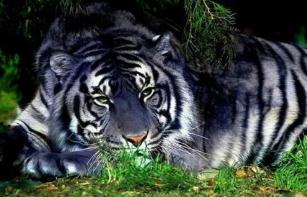 黑蓝虎是传说中动物（黑蓝虎疑似灭绝）(1)