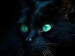 养猫的诡异禁忌都是什么：黑猫不吉利/黑猫是招邪的/黑猫是辟邪的