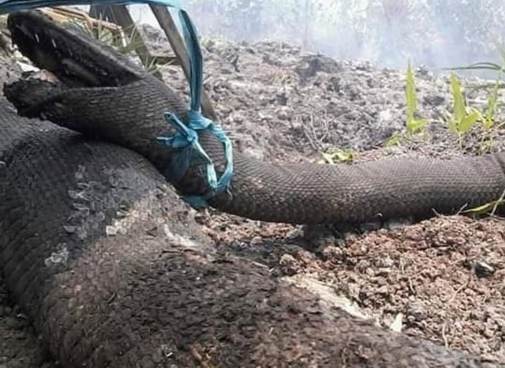 印尼森林大火中出现罕见巨大蟒蛇（印尼大火烧死蟒蛇王）