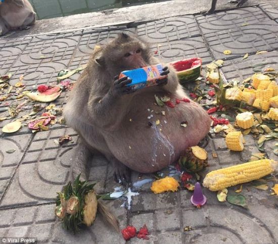 泰国猴子胖成猪（过度投喂也是一种伤害）