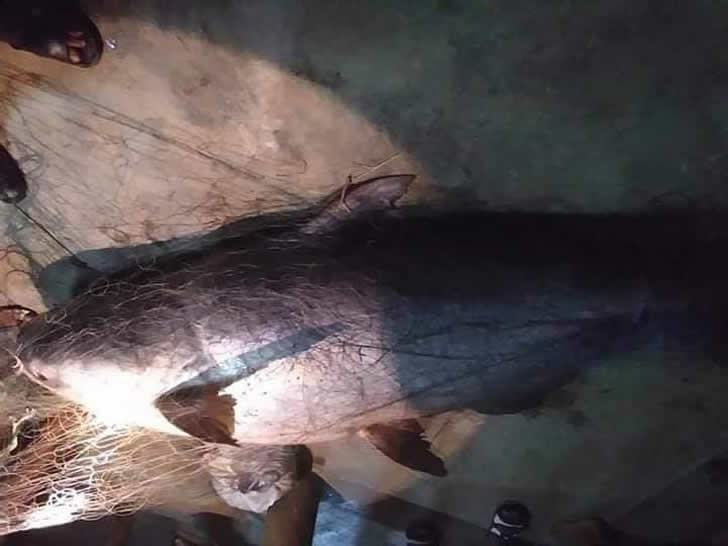 渔民捕获一条120公斤重的巨鲇：吸引村民争相朝圣