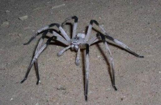 世界上脚最长的蜘蛛：蜢蜘张开爪子时有38厘米宽