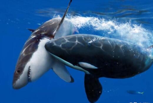 鲨鱼的天敌有哪些动物：虎鲸一种顶级的食肉动物
