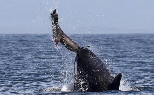 鲨鱼的天敌有哪些动物：虎鲸一种顶级的食肉动物(2)