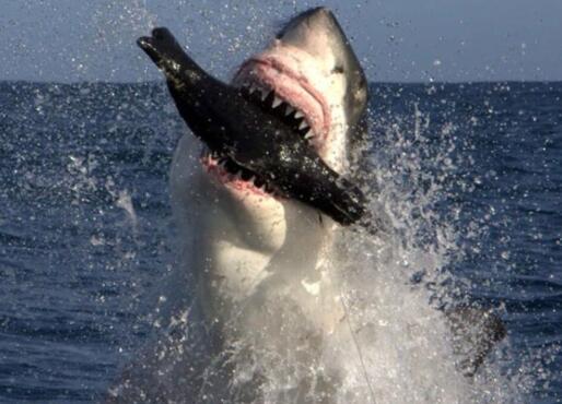 鲨鱼的天敌有哪些动物：虎鲸一种顶级的食肉动物(3)