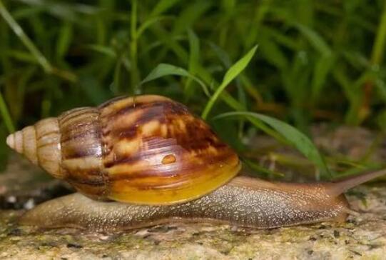 非洲大蜗牛携带什么病毒：非洲大蜗牛体内有多种寄生虫(2)