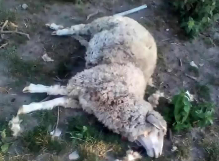现实中的吸血鬼诡异事件：乌克兰村庄牧场8只绵羊离奇死亡血被吸干(1)