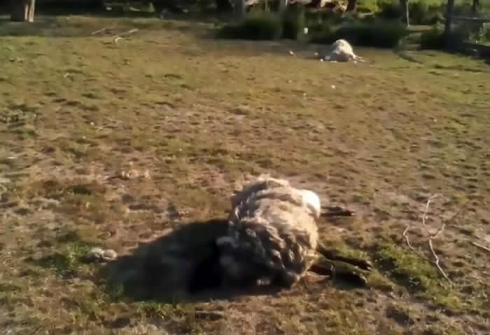 现实中的吸血鬼诡异事件：乌克兰村庄牧场8只绵羊离奇死亡血被吸干(5)