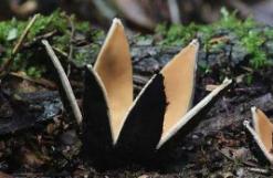世界上最罕见的蘑菇（恶魔雪茄）