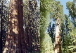 世界上最大的树是什么树（雪曼将军树高83米树围31米）