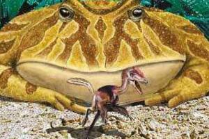 史上最厉害最大的青蛙是什么：魔鬼蛙和恐龙同时代
