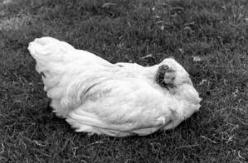 世界公认最坚强的动物：麦克无头鸡被砍头仍然存活18个月