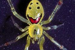 世界上最可爱的蜘蛛：有笑脸的蜘蛛
