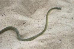 世界上最奇特的动物是什么：玻璃蛇一碰就容易碎掉
