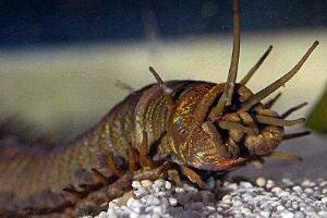 世界上最恶心的虫是什么虫：蛀船虫