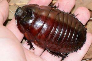 世界上最大的蟑螂到底有多大：犀牛蟑螂长达10厘米