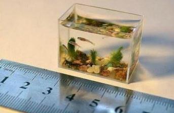 世界上最小的鱼有多小：胖婴鱼体长只有7毫米