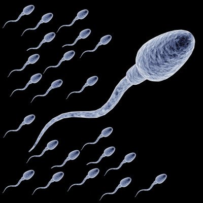 精子是如何到达女性子宫深处的：研究称精子艰难爬行至子宫(1)