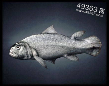 人类是怎么样从鱼进化到站立人的（人由鱼进化而来的过程）