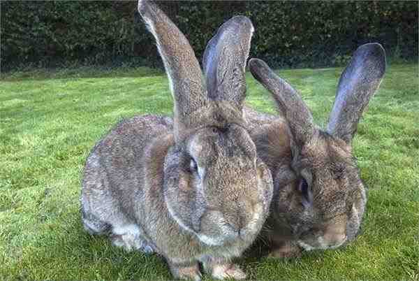 世界上最大的兔子多少公斤（世界上最大的兔子是哪种兔子）