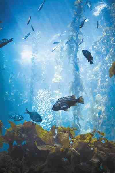探索世界最深的海沟（深海汞污染自然形成还是人为造成）