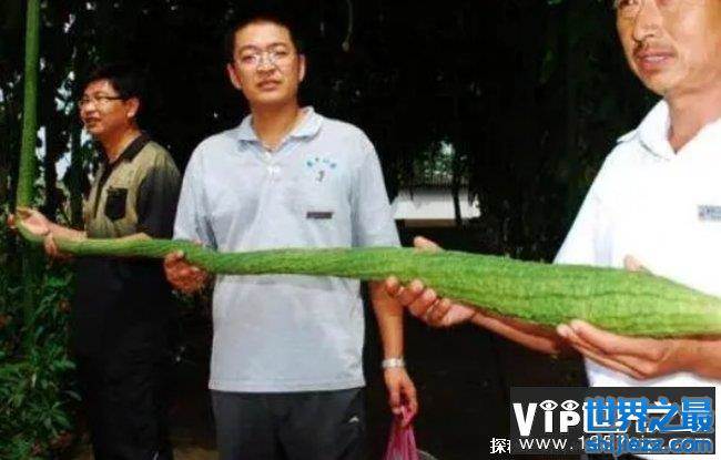 世界上最长的丝瓜 来自于中国(4.05米超长丝瓜)