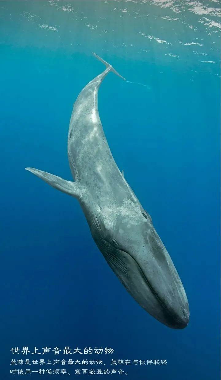 最大的动物（蓝鲸体重可达到200吨）(2)