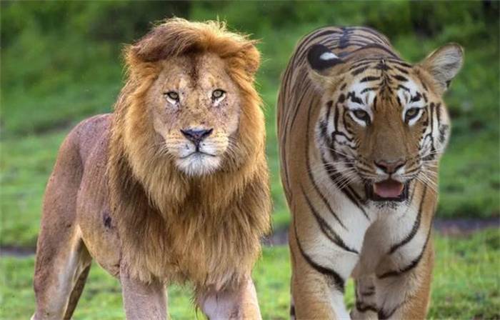 狮子和老虎为何不吃大熊猫（生活地域误区）(1)