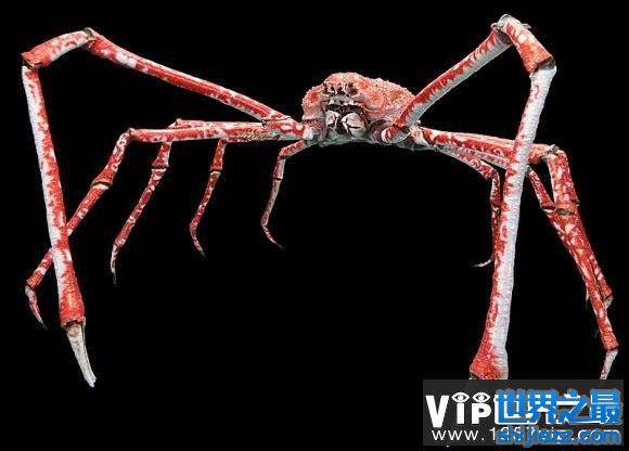 世界上最大的变异螃蟹（甘氏巨螯蟹）