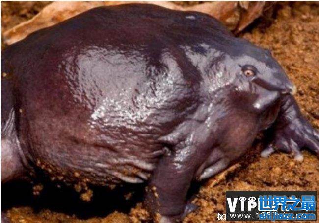 世界十大罕见动物（紫蛙只有雨季到来的时候才会现身）(1)