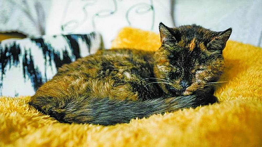 吉尼斯寿命最长的猫 26岁相当于人类的120多岁(1)