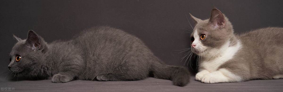 吉尼斯寿命最长的猫 26岁相当于人类的120多岁(5)