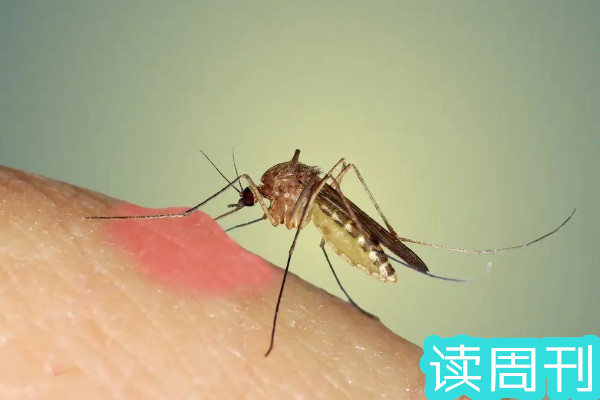 蚊子吸动物血和吸人血一样吗（蚊子吸其他动物的血吗）(4)