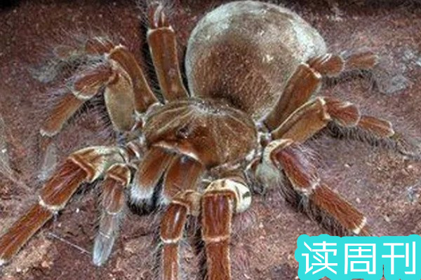 世界上最巨大的蜘蛛有多大（亚马逊巨人食鸟蛛38厘米）