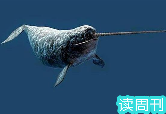 世界上独角鲸还剩几只（独角鲸会灭绝吗）