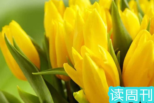 目前中国的国花是什么花（牡丹花在清朝被定为国花）(3)