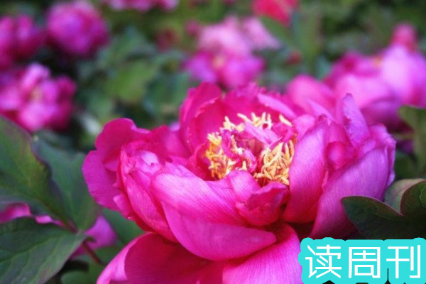 目前中国的国花是什么花（牡丹花在清朝被定为国花）(4)