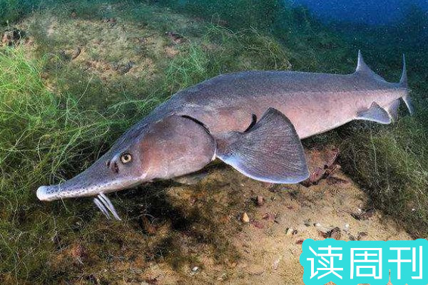 全世界最大的淡水鱼（欧洲鳇体长可以达到7.2-8米）(1)
