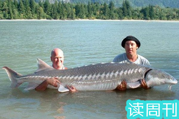 全世界最大的淡水鱼（欧洲鳇体长可以达到7.2-8米）
