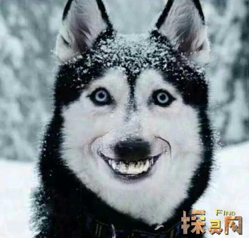 微笑狗是什么意思 微笑狗是什么玩意儿(1)