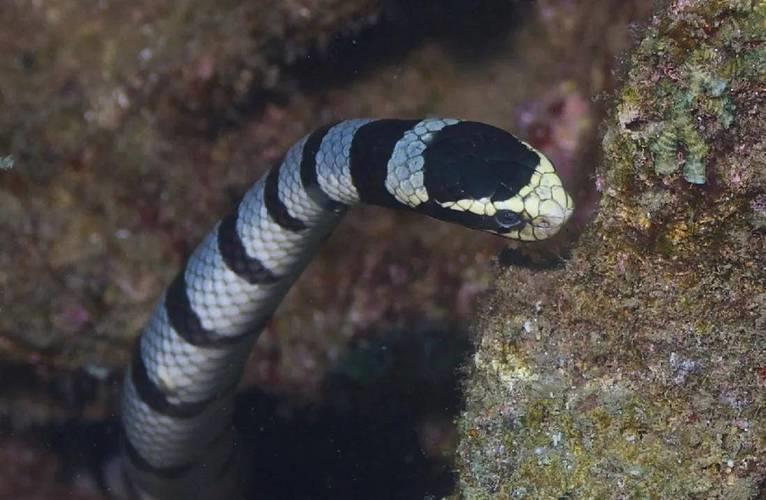 全球最毒的十大毒蛇排行榜 全球最毒的十大毒蛇排行榜姿料