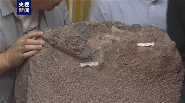 福建上杭首次发现恐龙蛋化石（一整窝至少6枚）(1)
