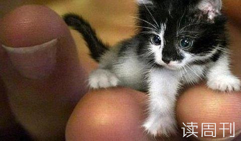 世界上最小的猫多大（喜马拉雅波斯猫19.05厘米）
