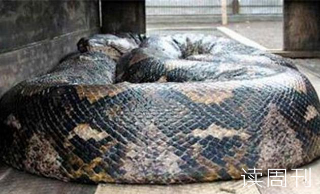 世界上最长的蛇有多长（印尼巨蟒桂花长14.85米）