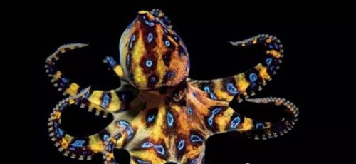 蓝环章鱼是不是世界上最毒的章鱼（能够让人在几分钟内毙命）(1)
