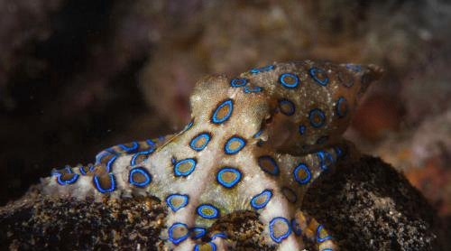 蓝环章鱼是不是世界上最毒的章鱼（能够让人在几分钟内毙命）(2)