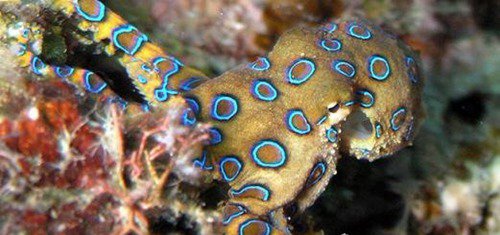 蓝环章鱼是不是世界上最毒的章鱼（能够让人在几分钟内毙命）(3)