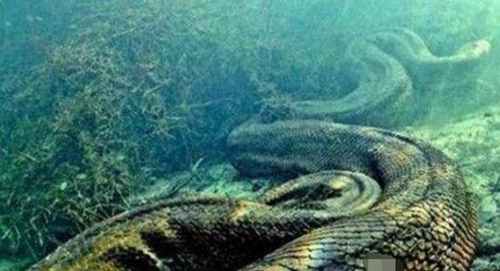 世界上目前发现的最大的蛇：最大的蟒蛇其实就是泰坦巨蟒(3)