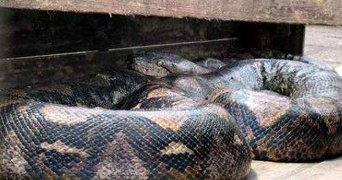 世界上目前发现的最大的蛇：最大的蟒蛇其实就是泰坦巨蟒(5)